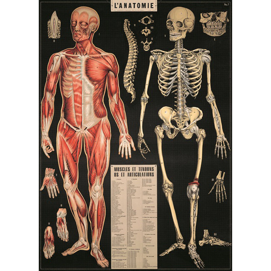 Poster Concept de l'anatomie