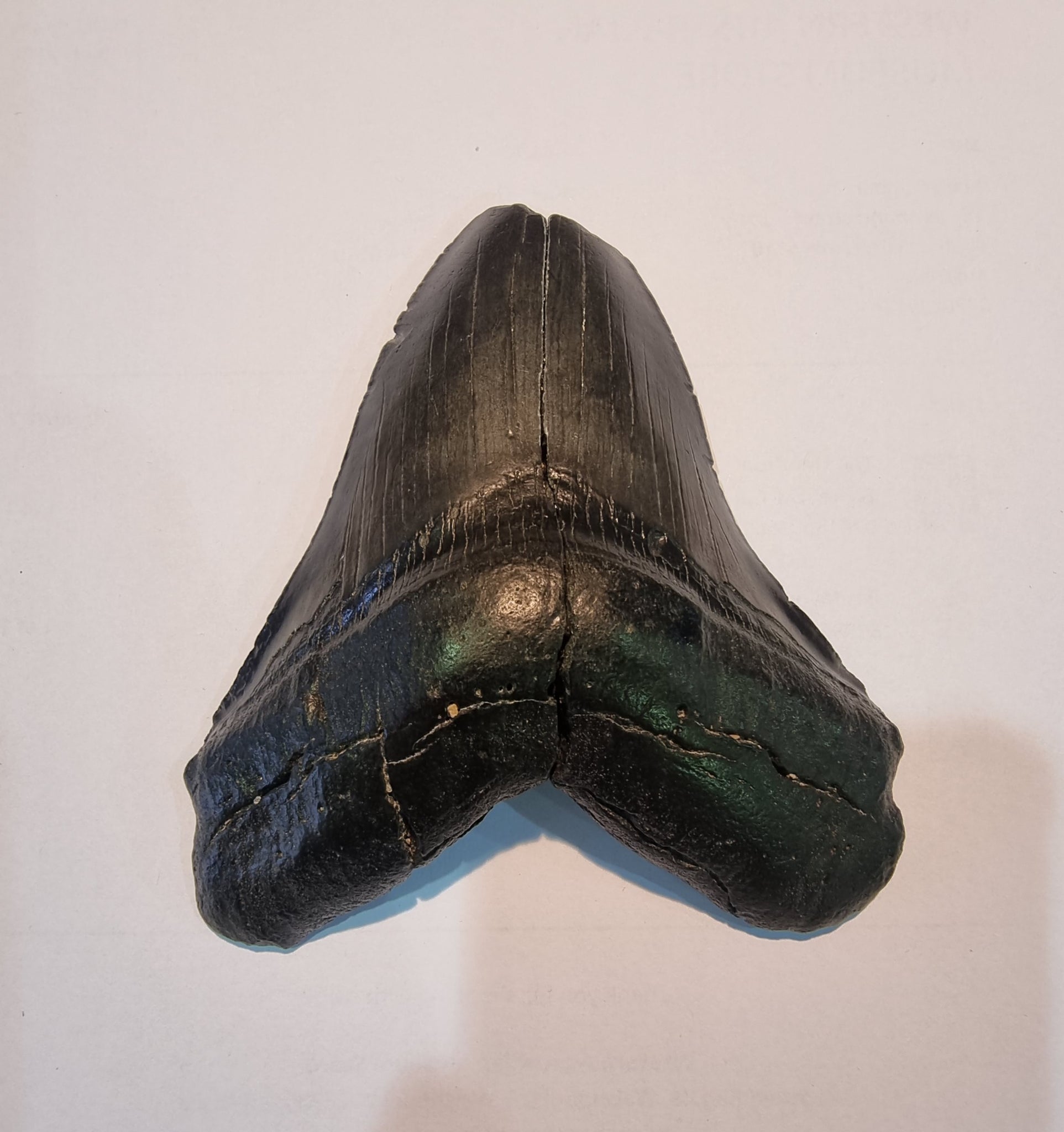 Shark Tooth; Carcharodon sp.  Miocene approx 16 million years  old from South Carolina USA