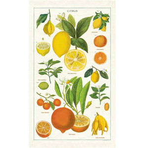 Illustrated citrus fruits including lemons and oranges with leaves, flowers, and scientific labels on a tea towel.