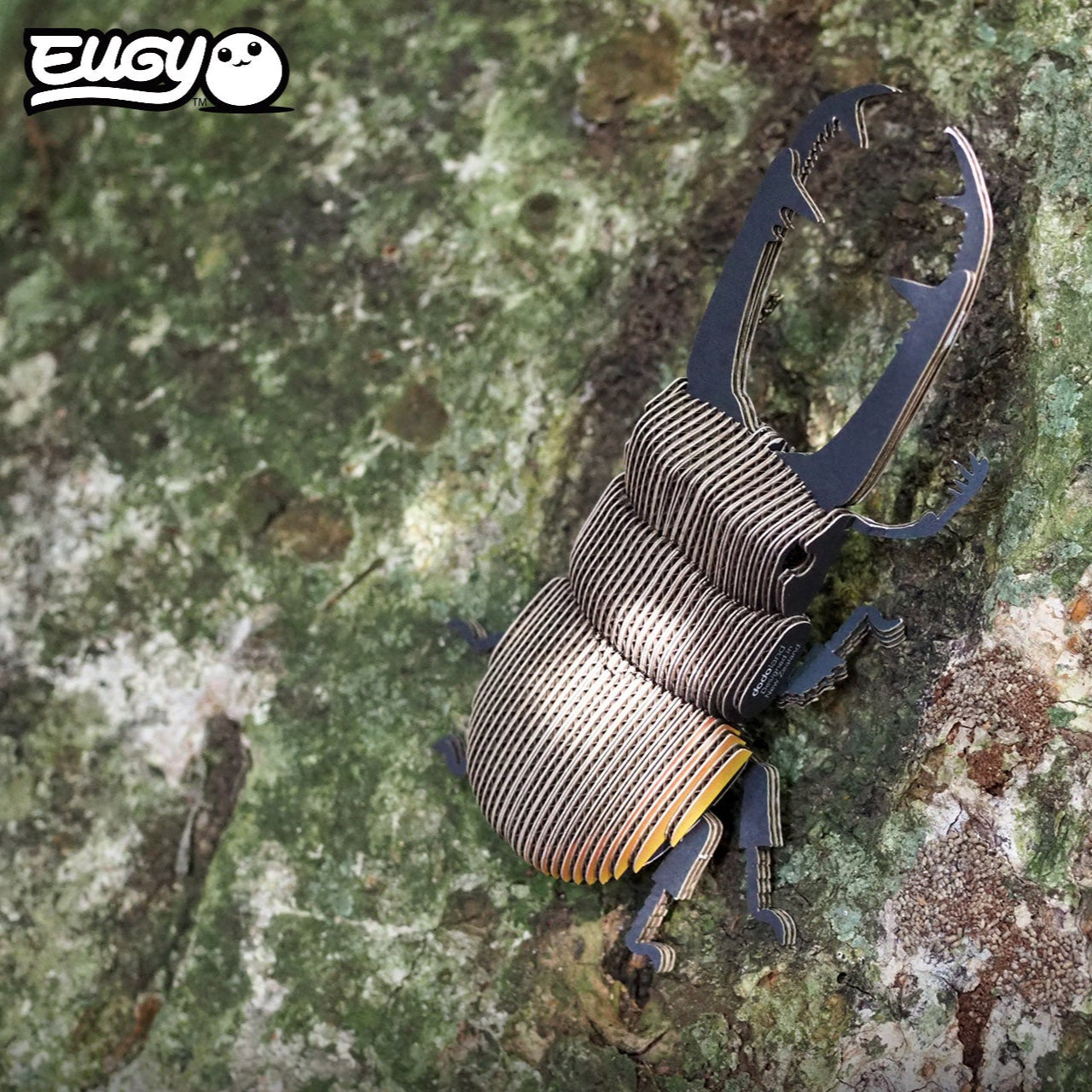 Top view image of of EUGY Stag Beetle on rock.