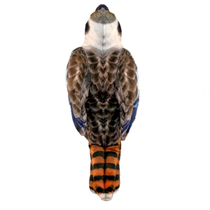 Back view image of Kingsley Kookaburra by Huggable Toys.