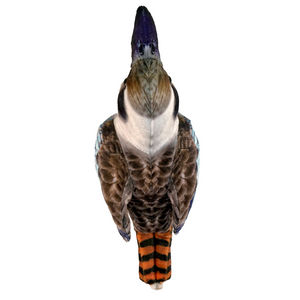 Top view image of Kingsley Kookaburra by Huggable Toys.