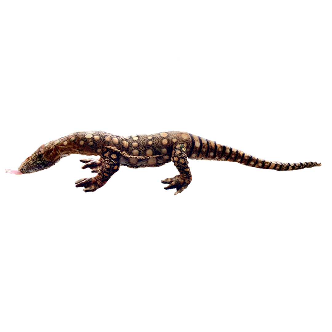 Side view image of Greg Goanna by Huggable Toys.
