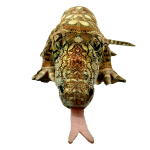 Front view image of Greg Goanna by Huggable Toys.