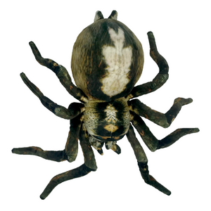 Top view image of Spider Sebastian plush toy