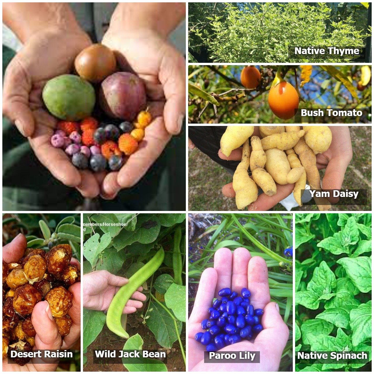 Images of bush tucker varieties included in Native Seed Box's Australian Bush Tucker Seed Bombs 