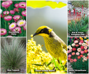 Images of plant species included in Native Seed Box's Australian Wildflower Seed Bombs for Native Birds.