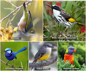 Images of Australian native birds.
