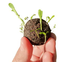 Image of sprouted seed bomb being held in fingers.