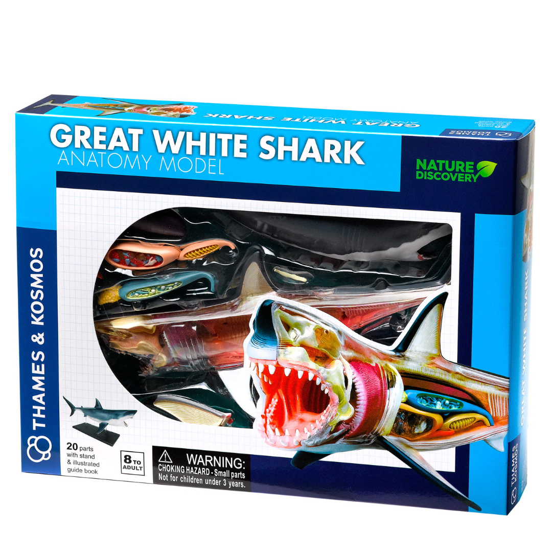 Great White Shark Animal Anatomy