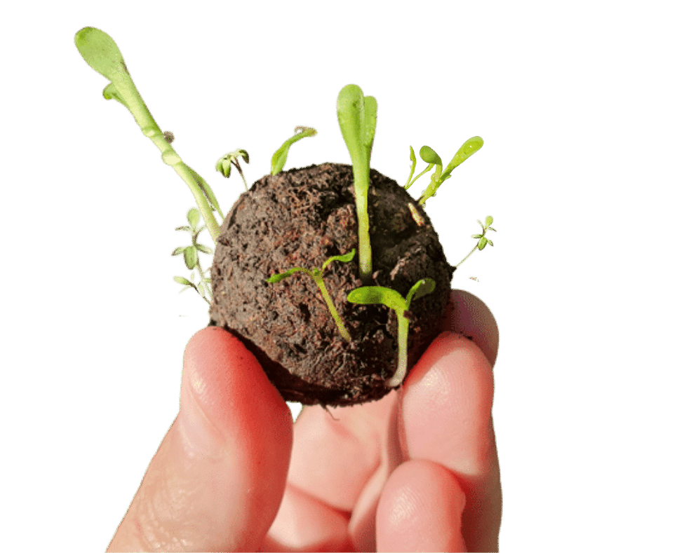 Image of sprouted seed bomb being held in fingers.