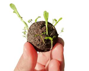 Image of sprouted seed bomb being held in fingers.