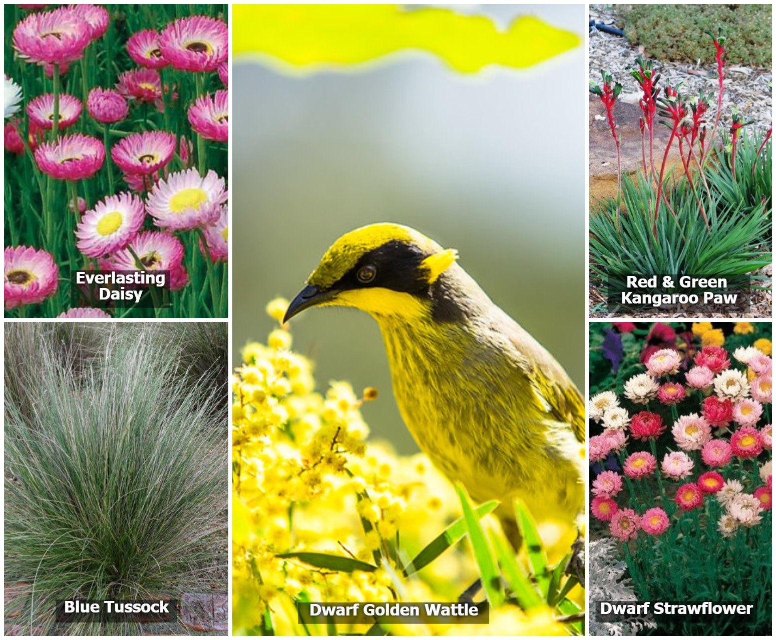 Images of plant species included in Native Seed Box's Australian Wildflower Seed Bombs for Native Birds.