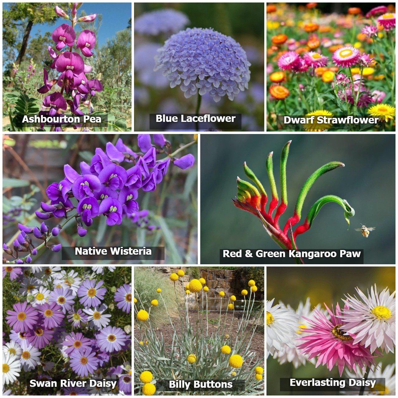 Image of multiple flowers included in Native Seed Box's Australian Wildflow Seedbombs for Native Pollinators