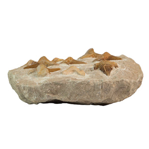 Fossilised lamna Obliqua Shark Teeth in Phosphate Rock