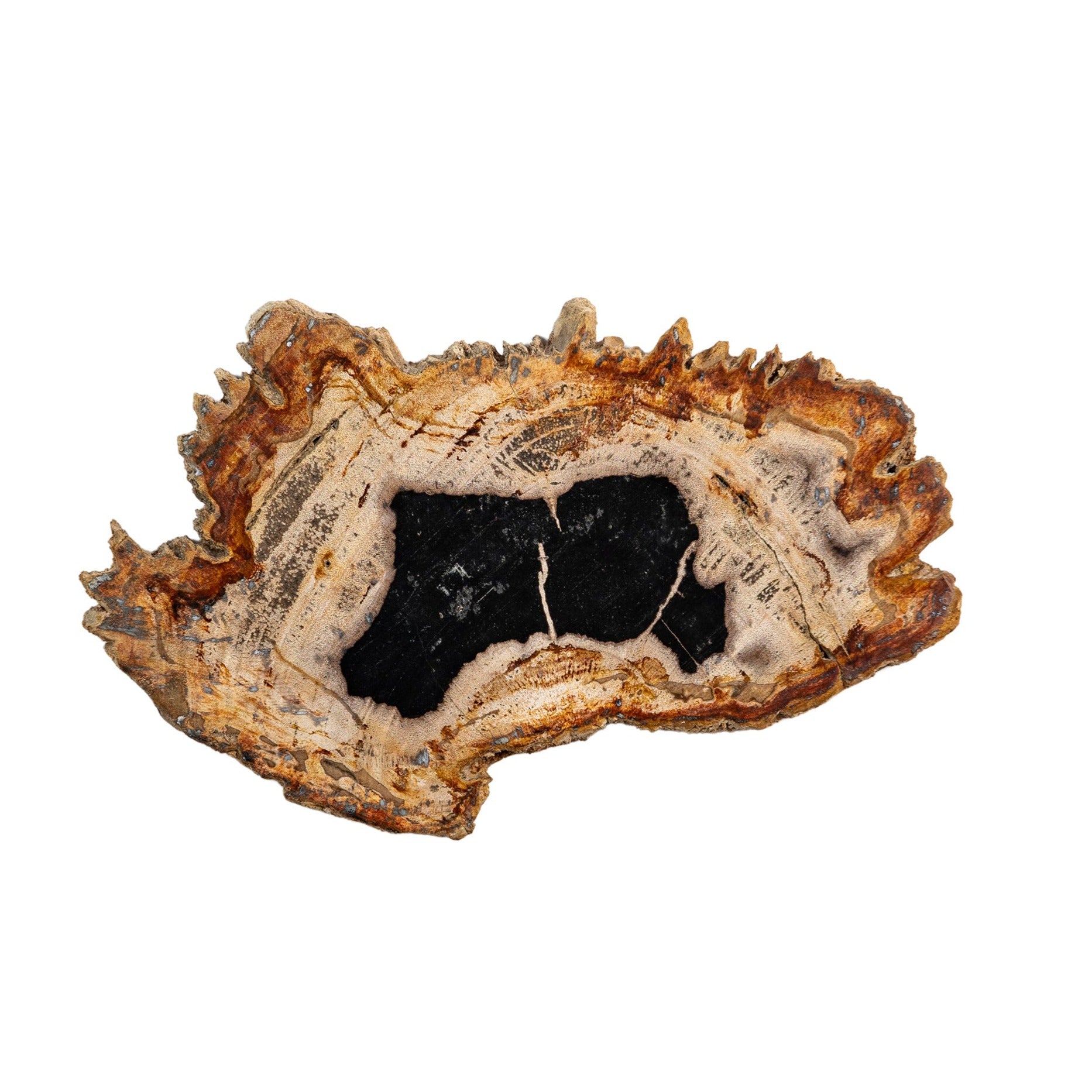 Petrified Wood Polished Slice Fossil