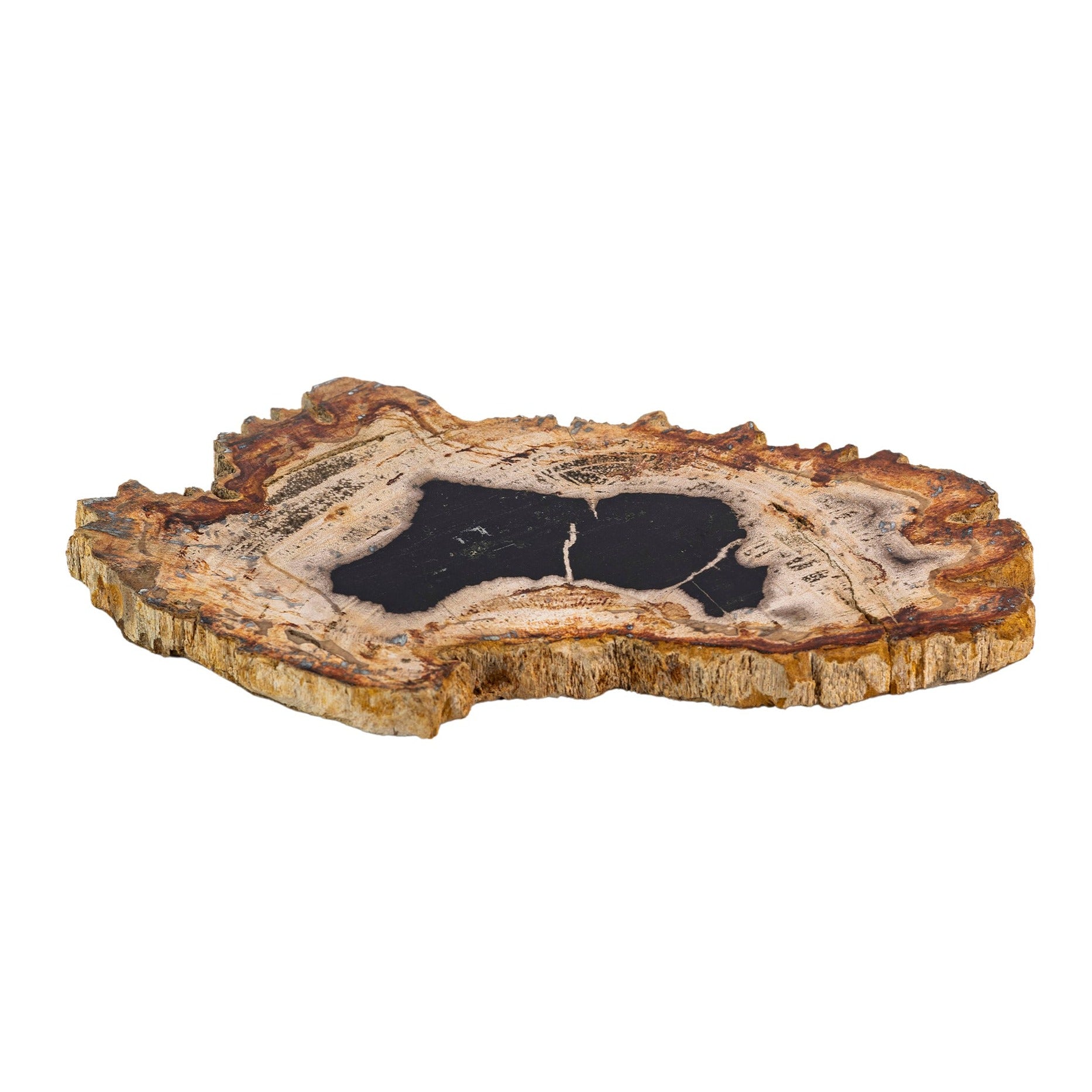 Petrified Wood Polished Slice Fossil