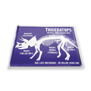 Acrylic Dinosaur Magnet: Triceratops