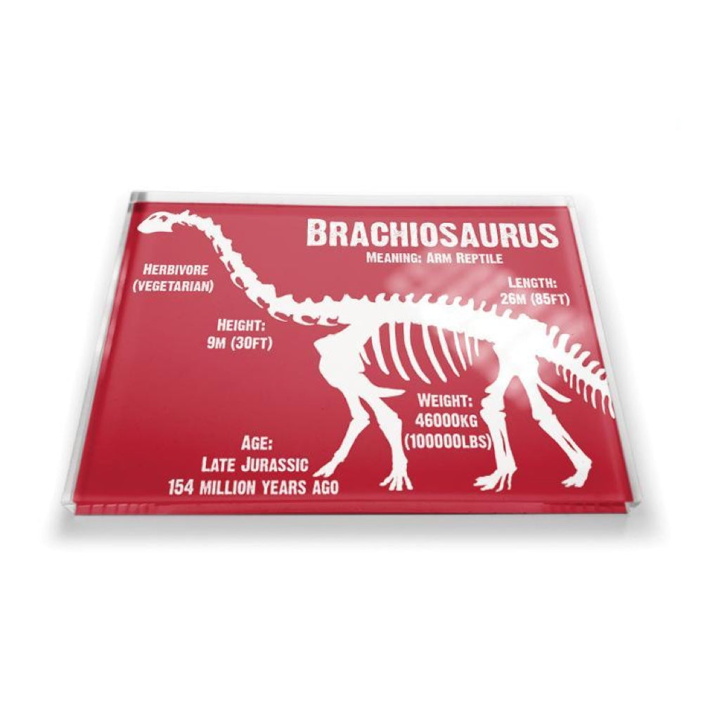 Acrylic Dinosaur Magnet: Brachiosaurus