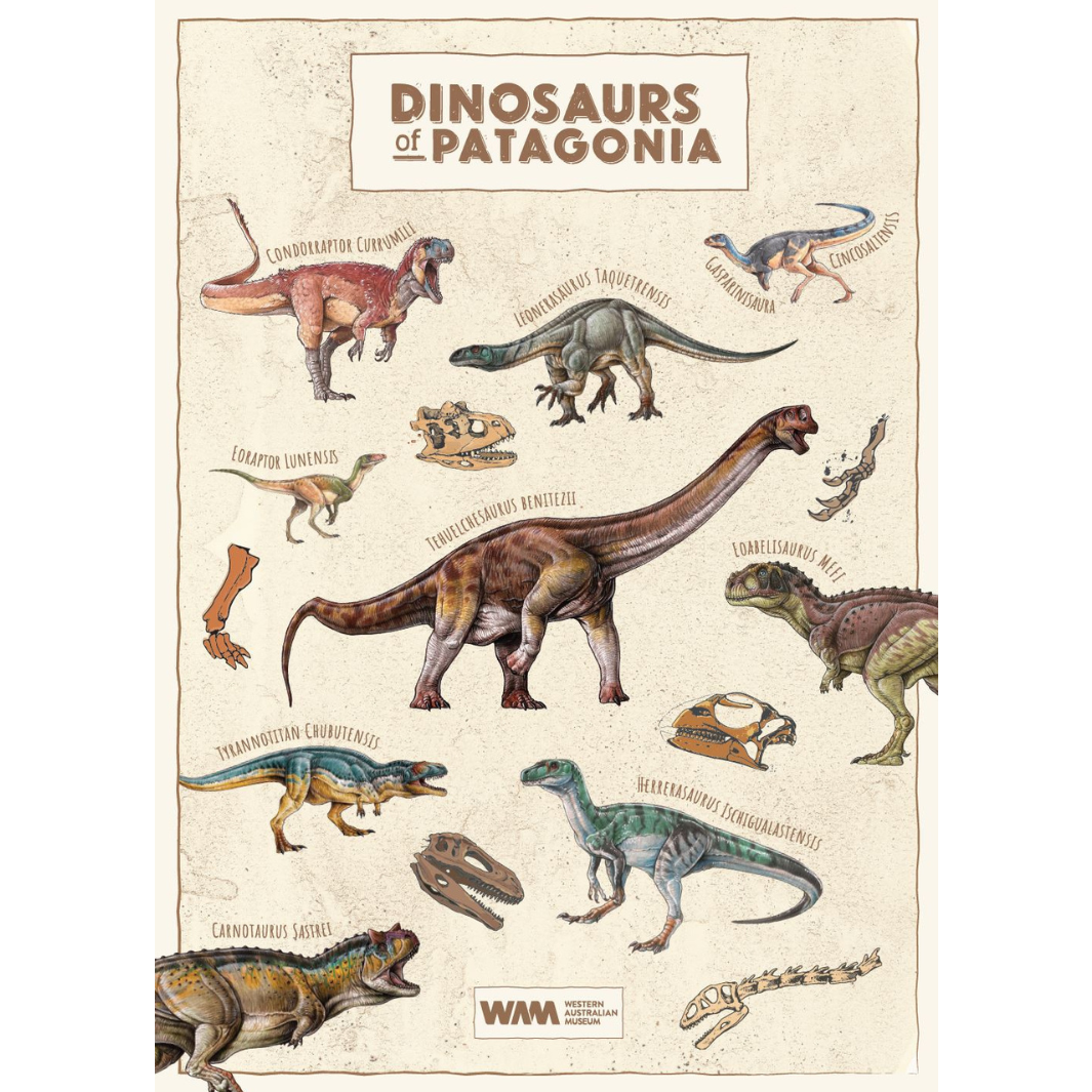 Patagonia Dinosaurs Poster: Dinosaurs of Patagonia: WA Museum Exclusive