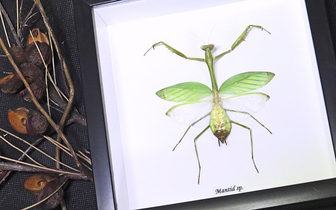 Taxidermy Giant Mantid Brown & Green in Black Frame