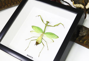 Taxidermy Giant Mantid Brown & Green in Black Frame