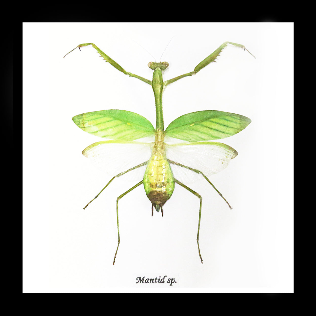 Giant Mantid Brown/Green - Bits and Bugs