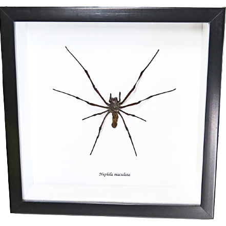 Nephilia Spider in Black Frame