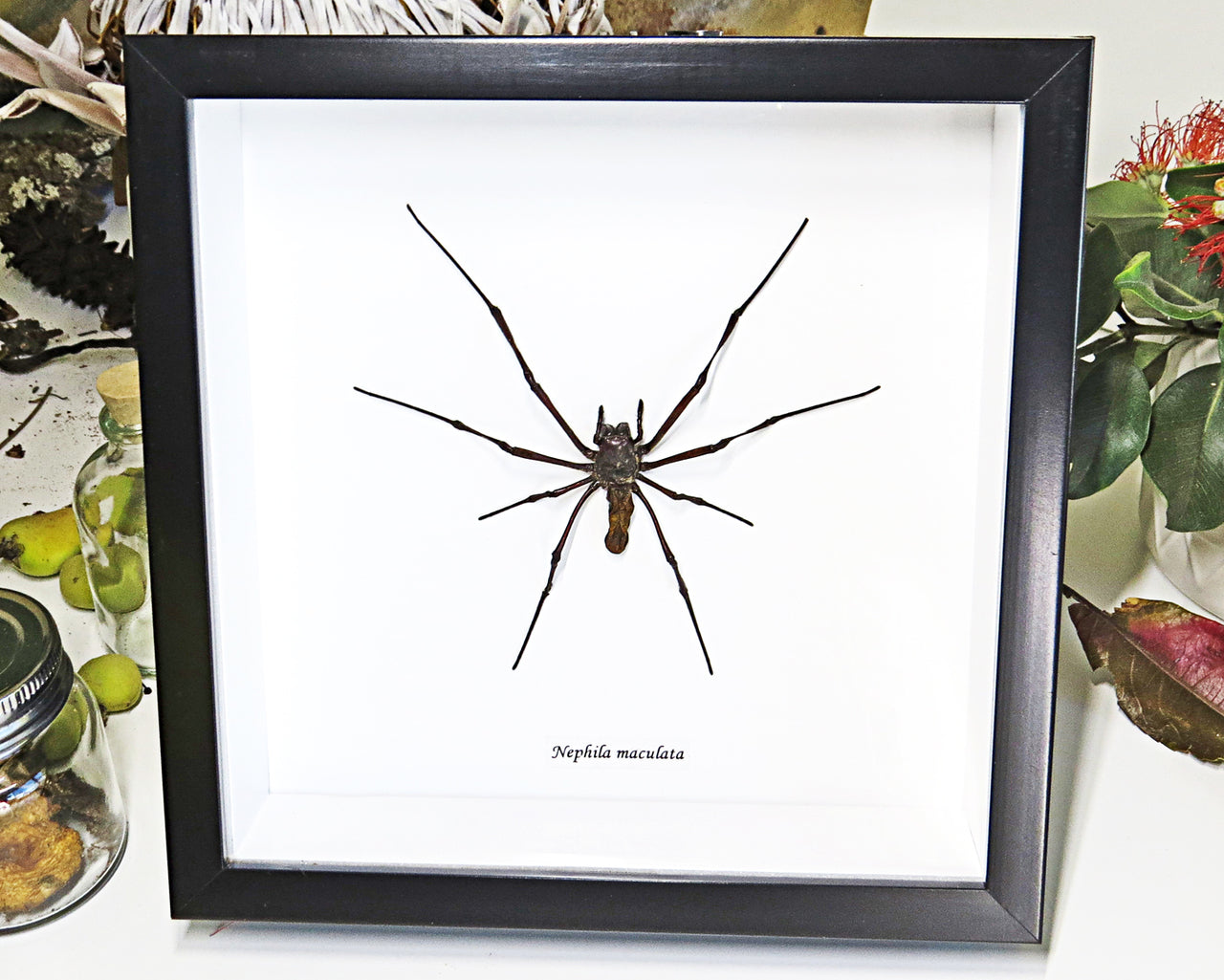 Nephilia Spider in Black Frame