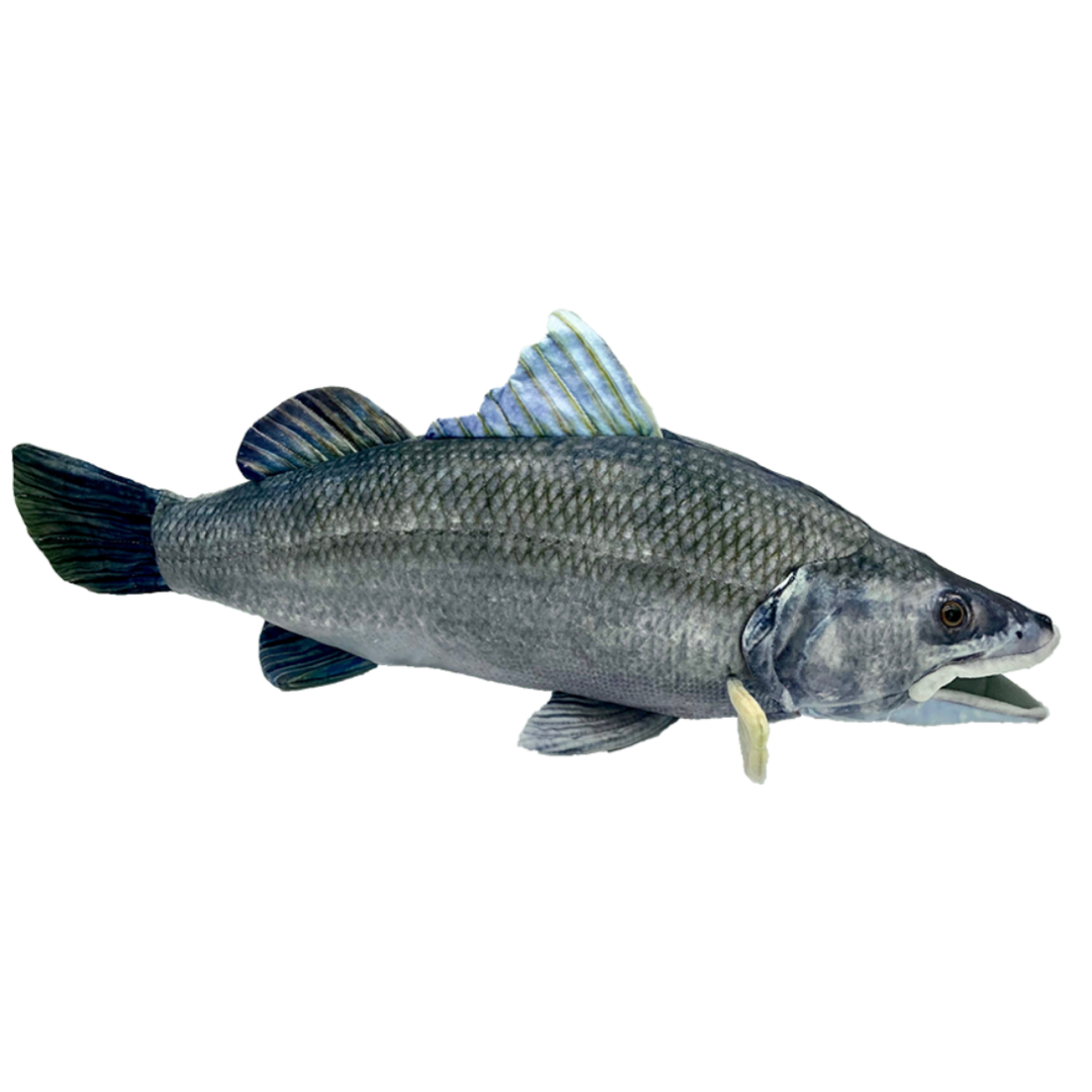 Barry Barramundi - Realistic Fish Plush