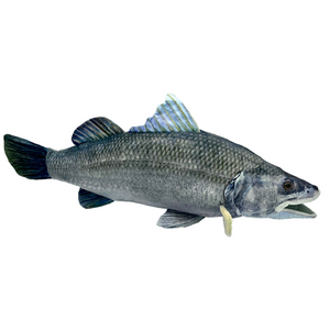 Barry Barramundi - Realistic Fish Plush