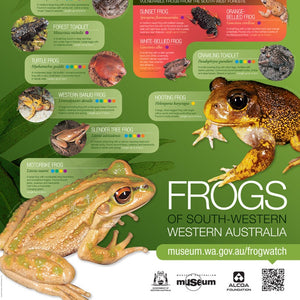 Frogs of South Western Australia