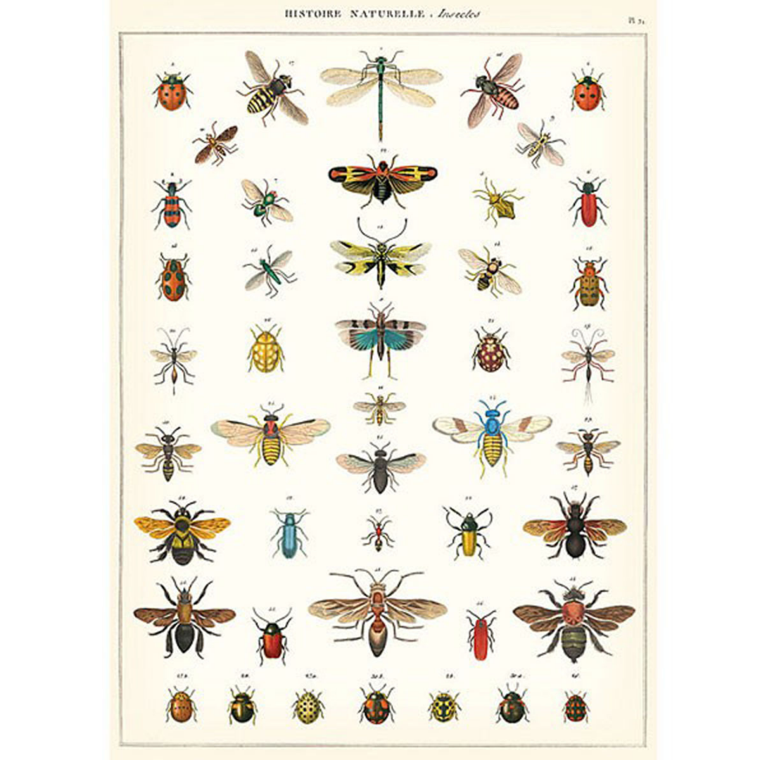 Natural History Insects Poster – Western Australian Museum Store