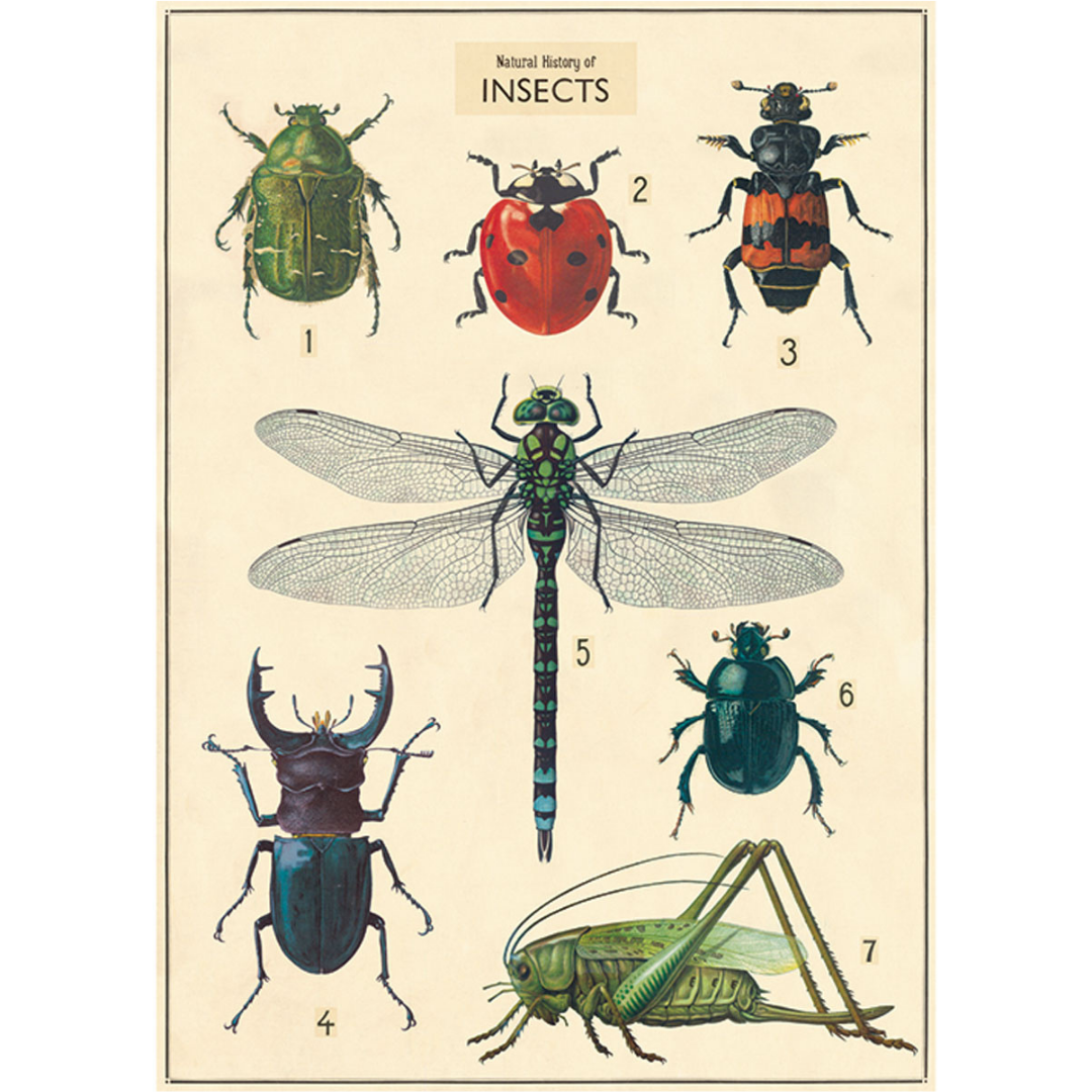 Natural History of Insects Poster
