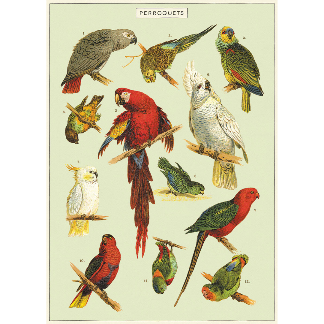 Parrots Poster