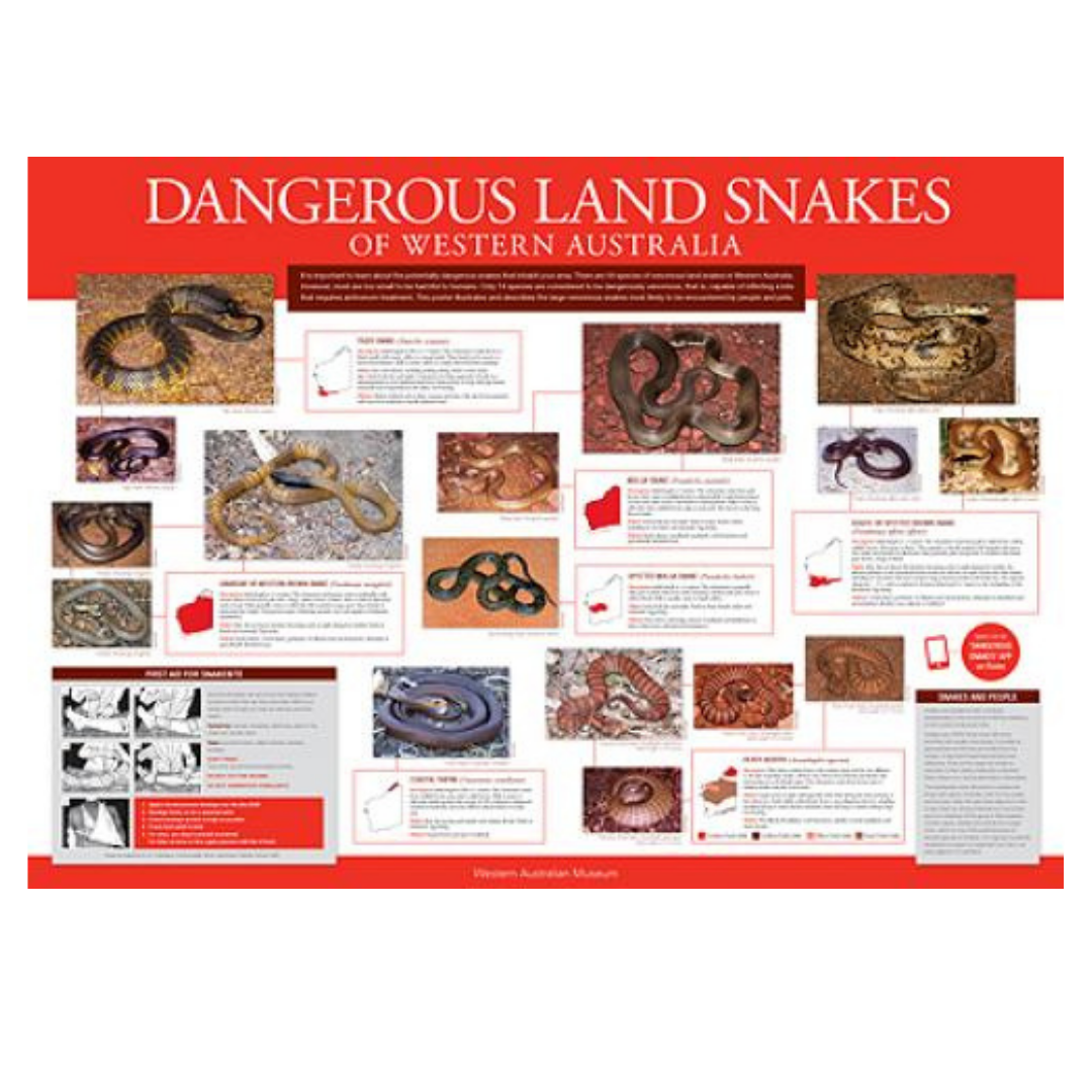 Australian Snakes Identification Guide