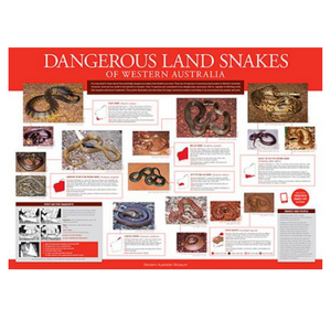 Poster: Dangerous Snakes of WA New Edition